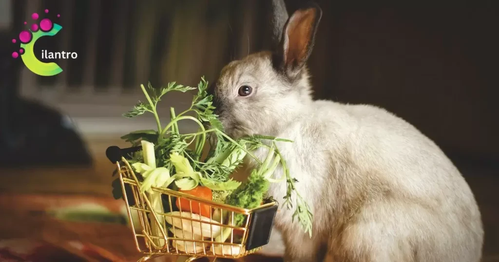 Variety in Rabbit Diet