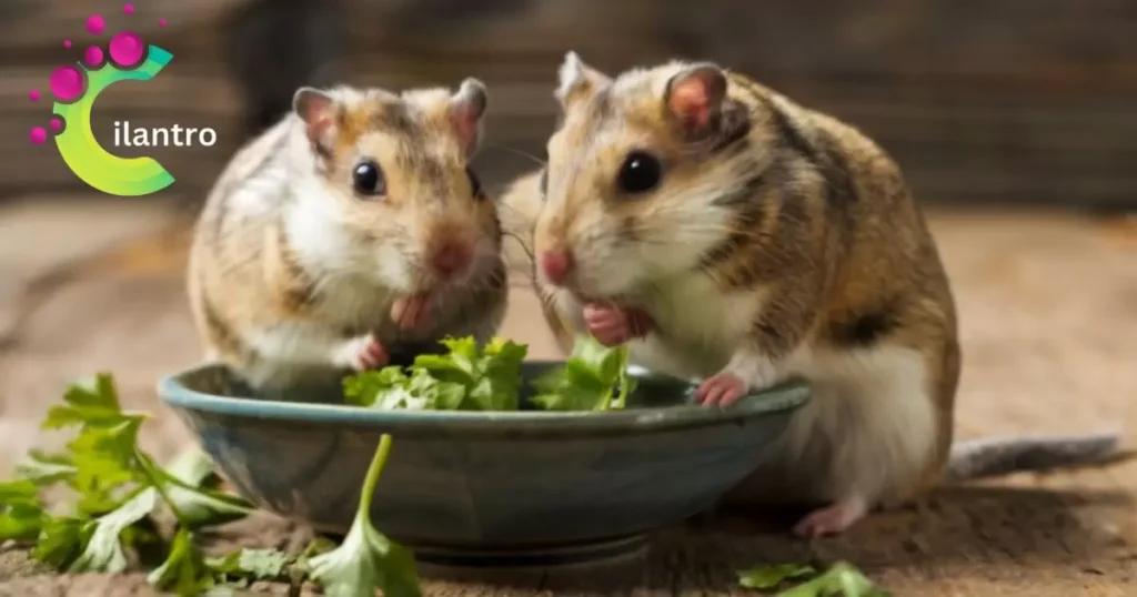 Hamsters Eat Cilantro