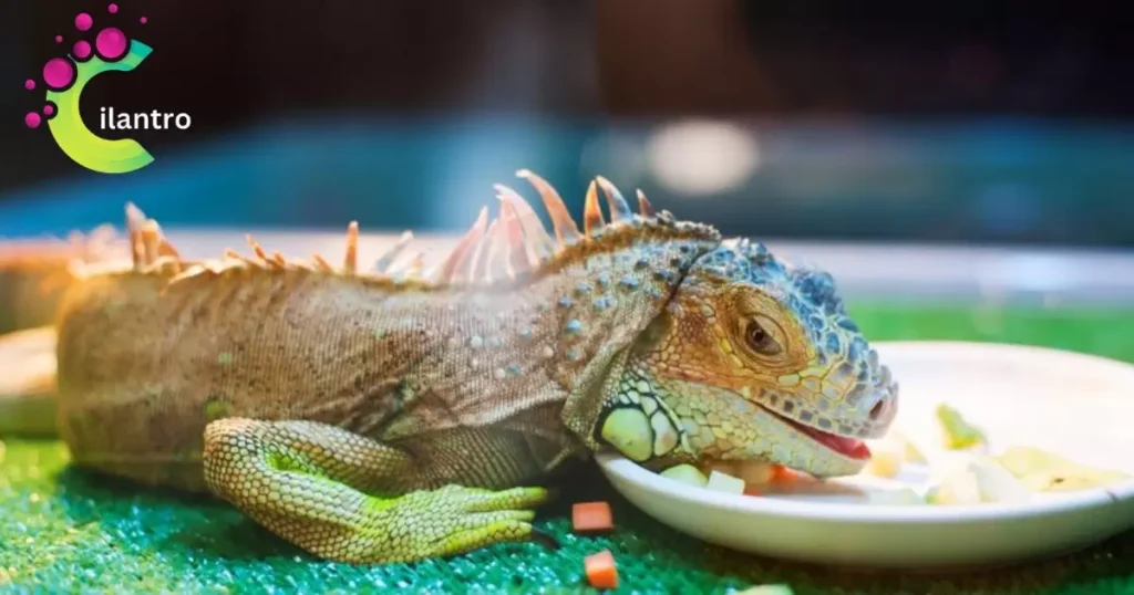 Bearded Dragons Vitamins and Benefits