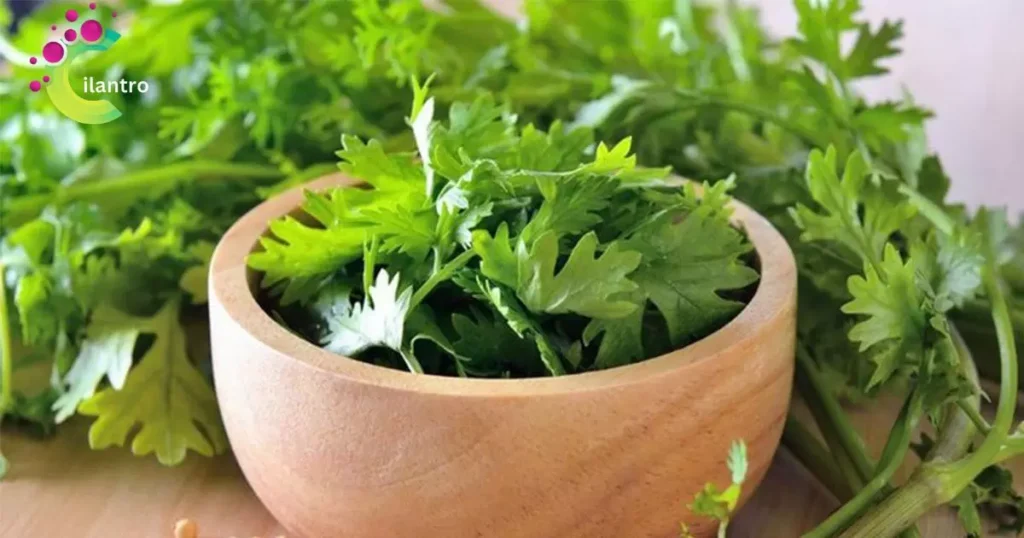 Benefits of Cilantro for Cats