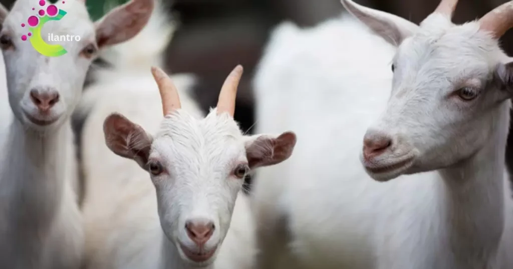 Goats Eat Cilantro