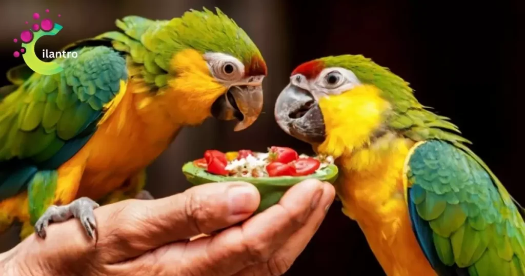 Parrots eat cilantro