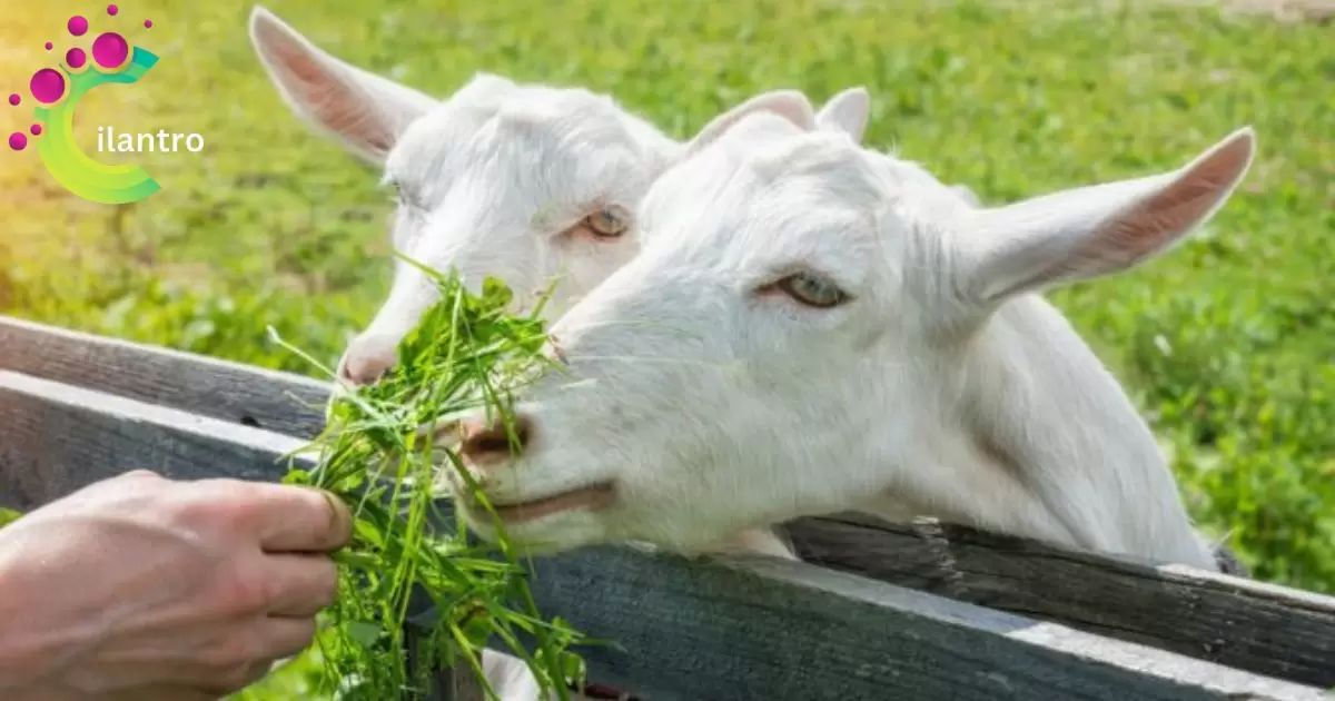 Goats Eat Cilantro
