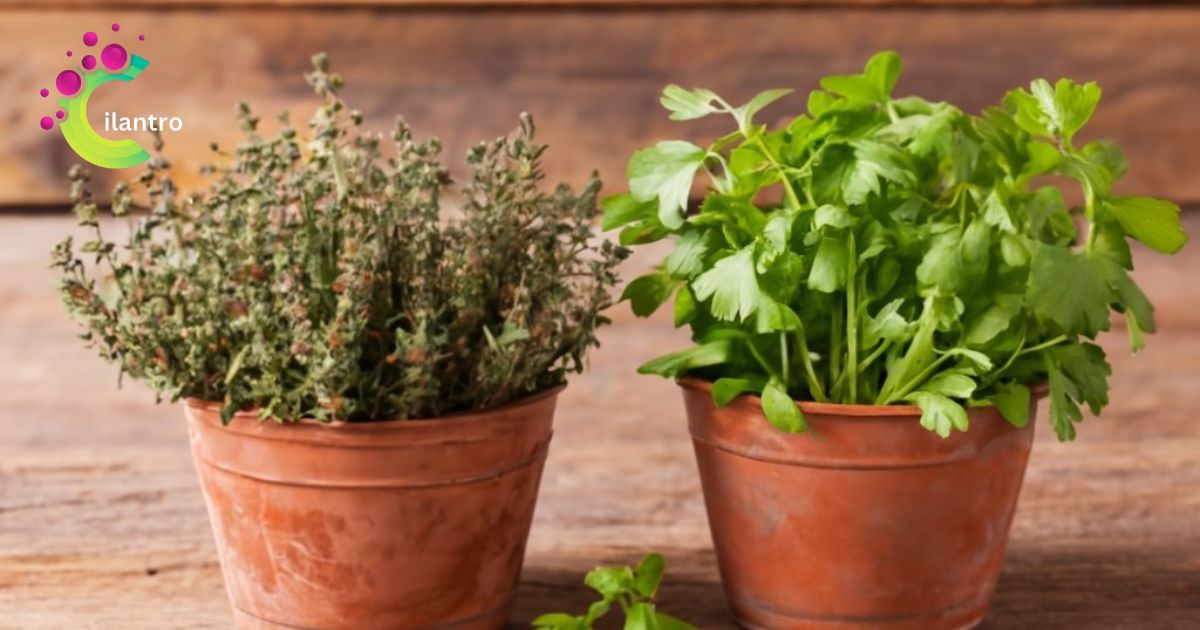 Can Oregano And Cilantro Be Planted Together?