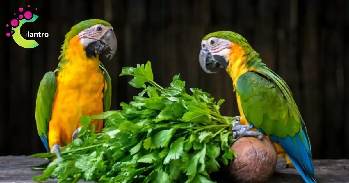 Can Parrots Eat Cilantro Safe Or Toxic