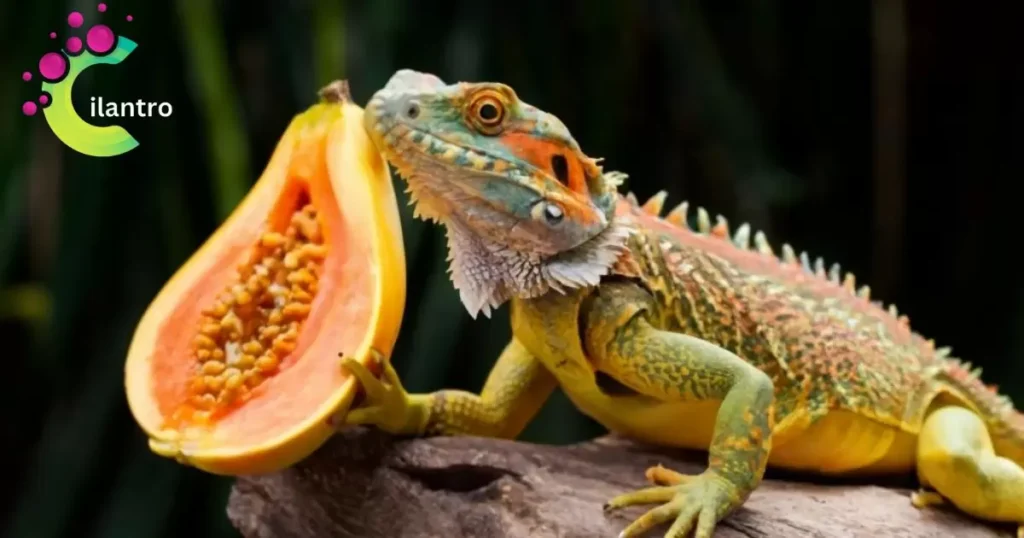 Can bearded dragons eat papayas