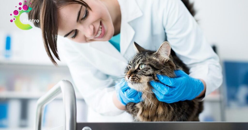 Consulting with Your Veterinarian