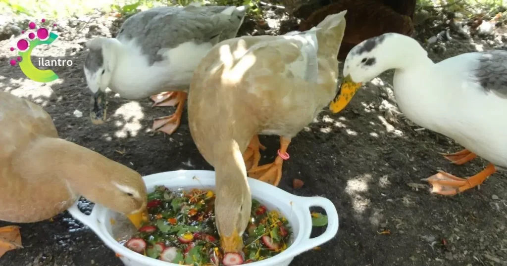 Ducks Eat Cilantro