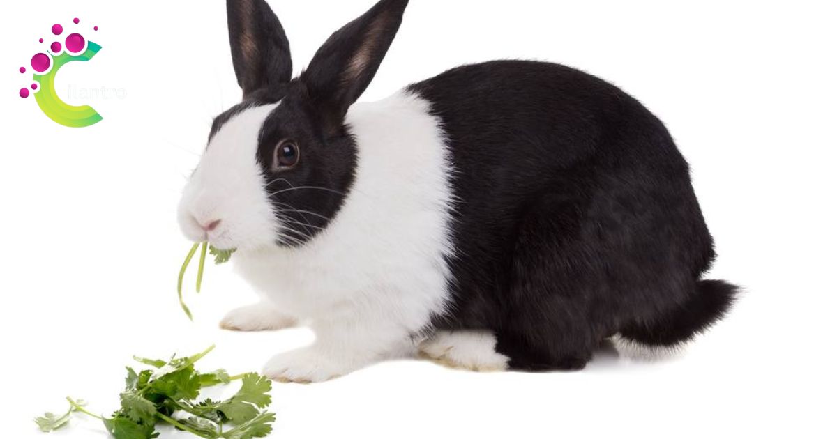 How Much Cilantro Can Rabbits Eat?