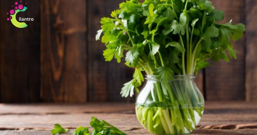 How to Determine if Your Cilantro Needs Water