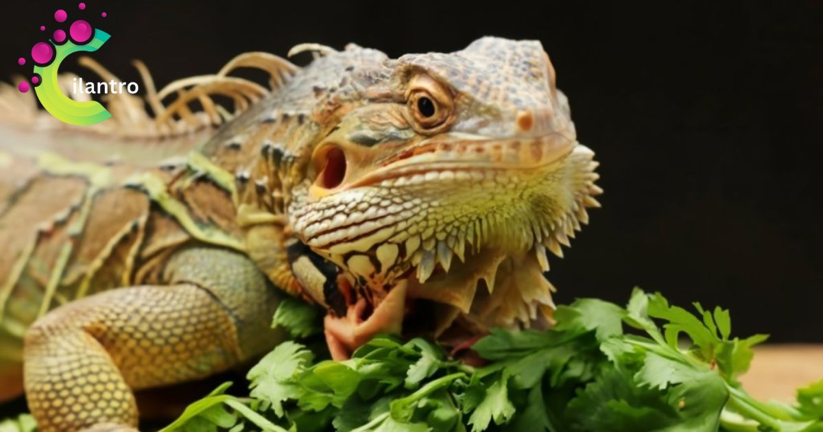 Is Cilantro Good For Bearded Dragons?
