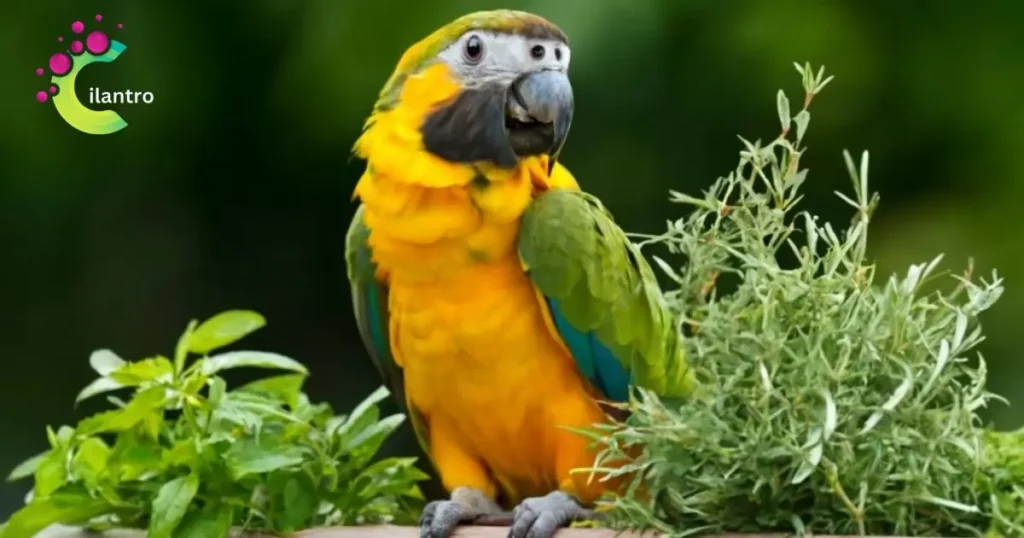 Parrots eat cilantro