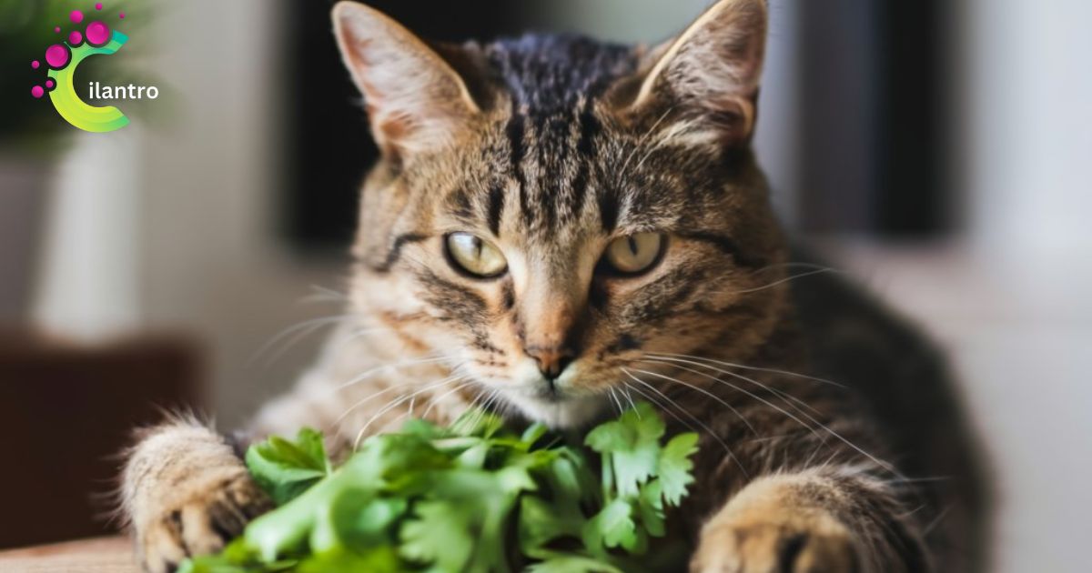 Why Does My Cat Like Cilantro?