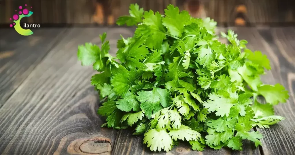 Your cilantro plant may wilt with too much water or too little